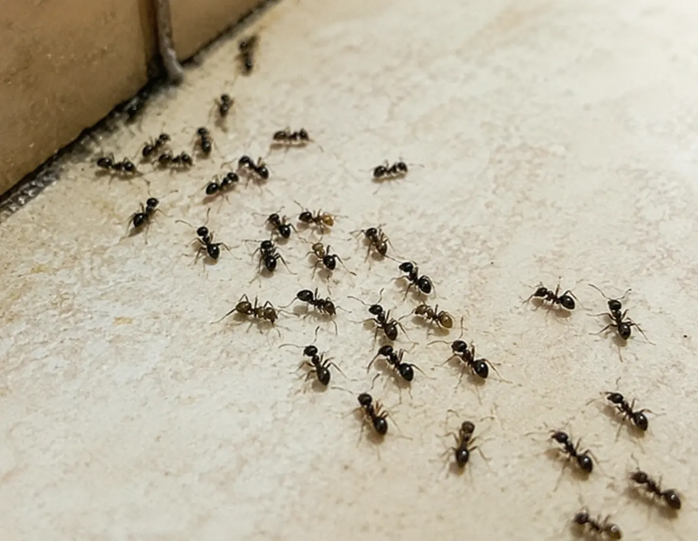 10 Common Household Pests Found in Conway, SC