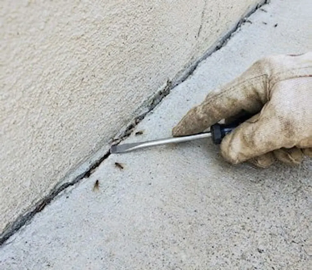 Termite Control & Inspections service in Conway, SC