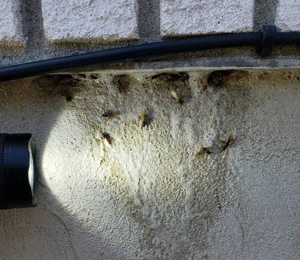Swarmers or Flying Ants? Telling Them Apart in SC