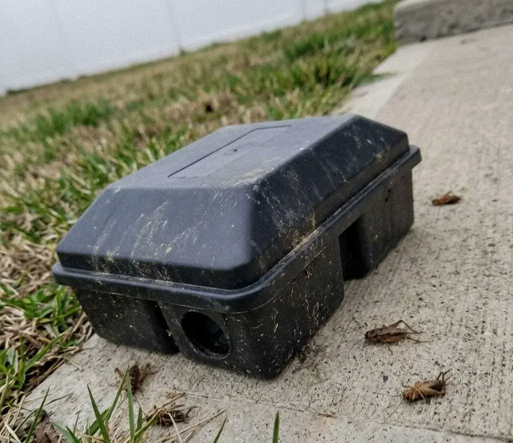 Roof Rats identification and control in Conway, SC