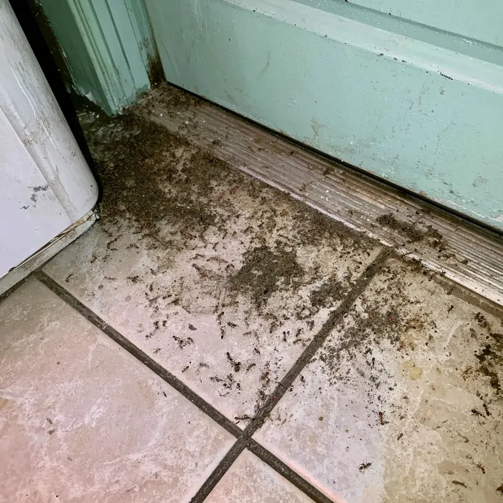 Black Widow Spiders identification and control in Conway, SC