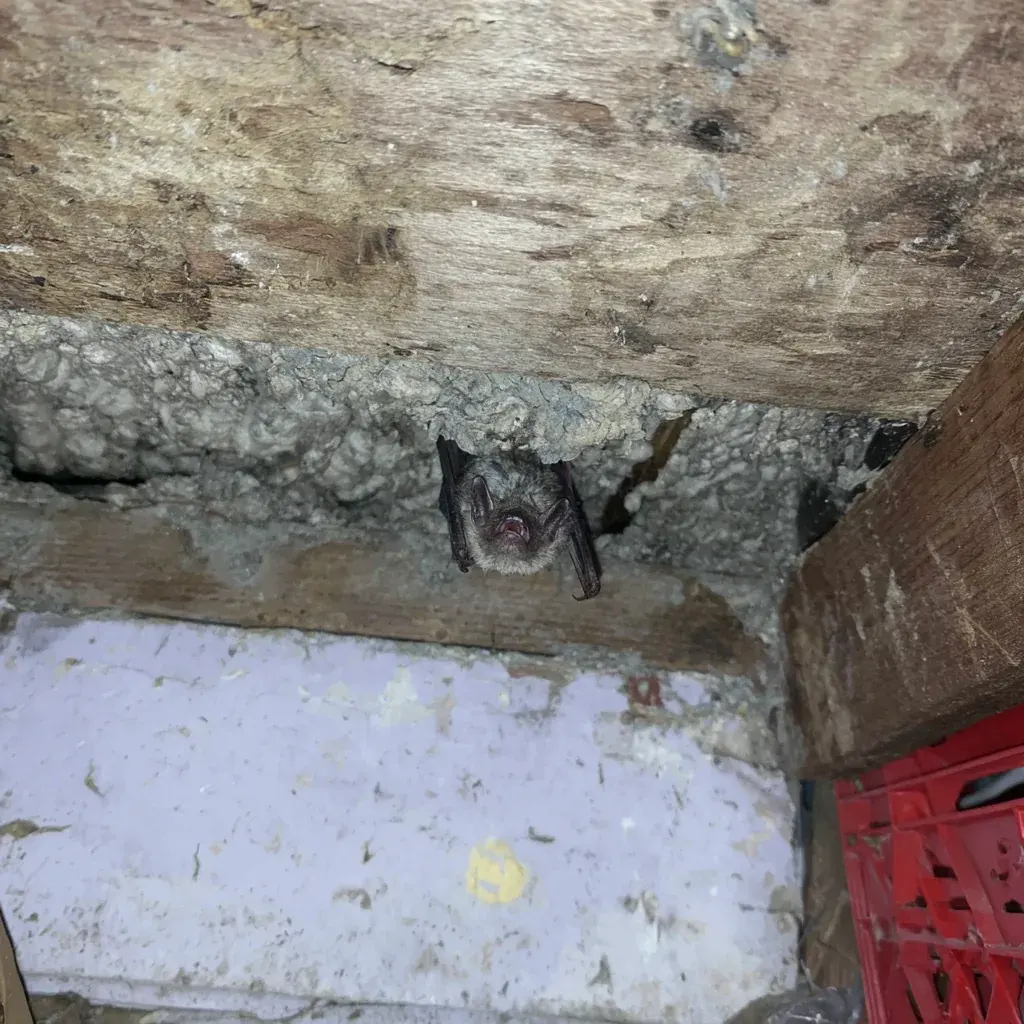 Retail & Grocery pest control in Conway, SC