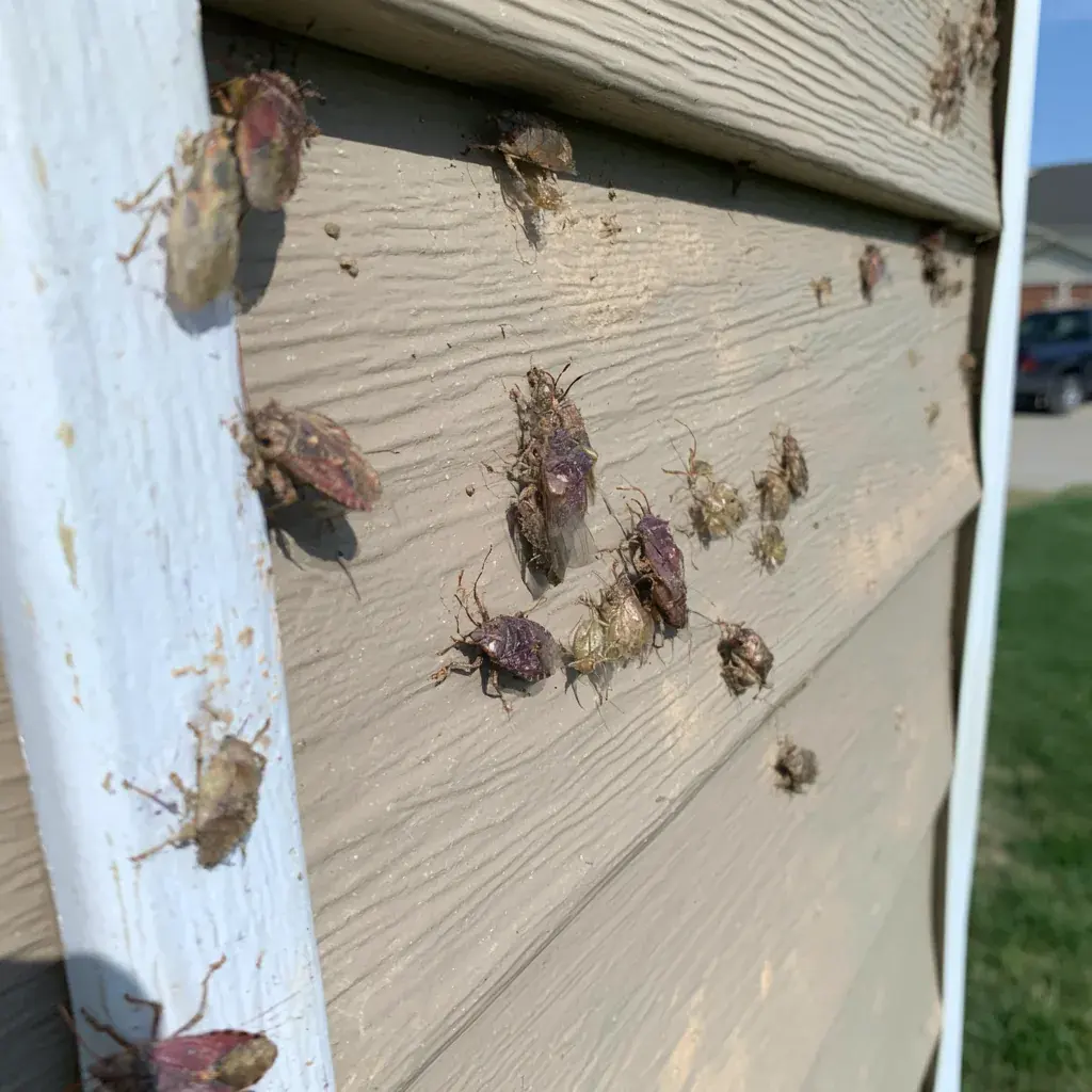 Recurring Pest Cover on a Coast With No Real Winter in Conway, SC