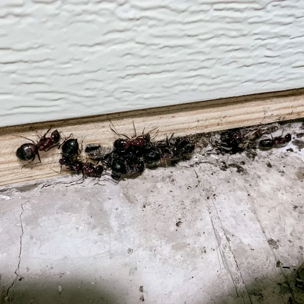 What a Termite Bond Promises, and What It Leaves With You in Conway