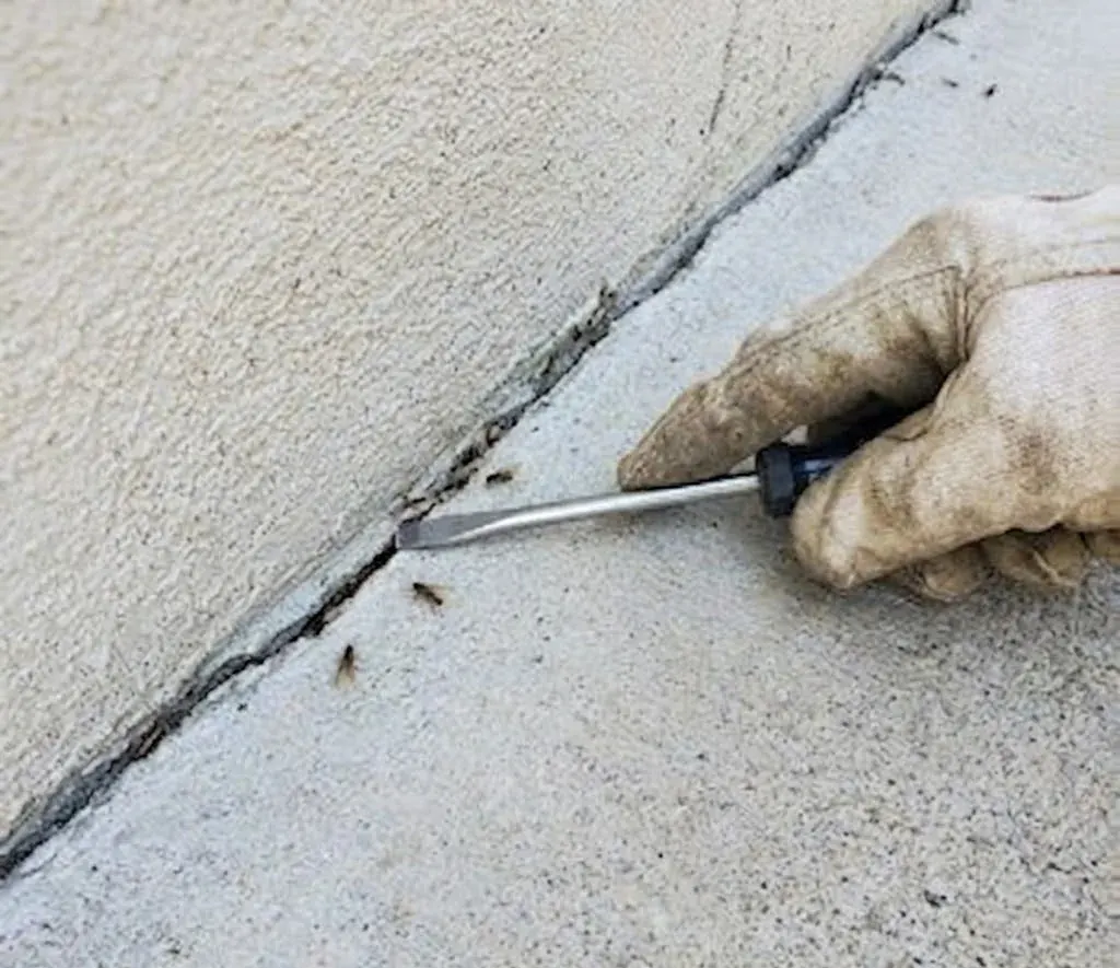 Termite Control & Inspections service in Conway, SC